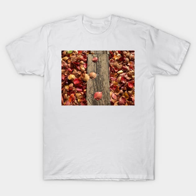 Autumn leaves on wood in the sunlight T-Shirt by Geoff79